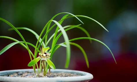 皇后蘭種植|【蘭花之美】:探索蘭花栽培、蘭花品種、花語，學會。